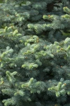 Blauwspar (Picea Pungens 'Blue Diamond')