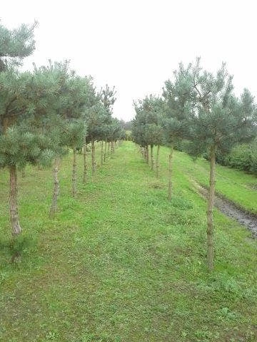 Grove Den (Pinus Sylvestris) - Afbeelding 2