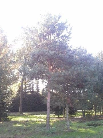 Grove Den (Pinus Sylvestris) - Afbeelding 4
