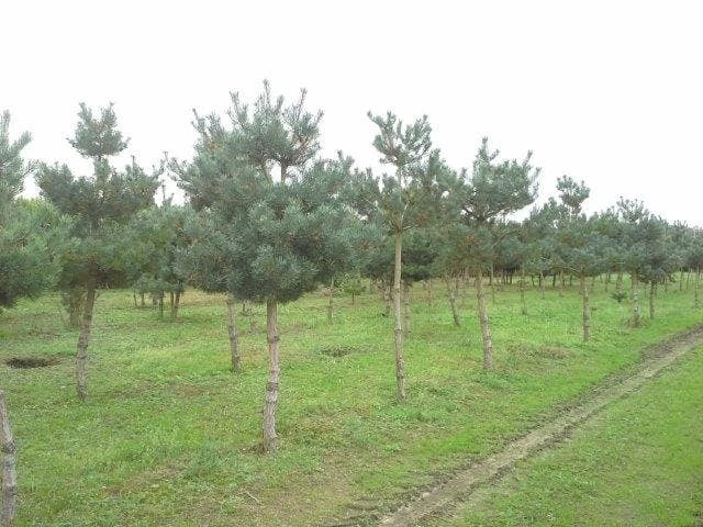Grove Den (Pinus Sylvestris) - Afbeelding 5