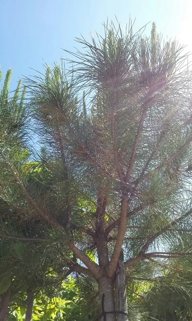 Parasolden (Pinus Pinea) - Afbeelding 5