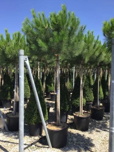 Parasolden (Pinus Pinea) - Afbeelding 2