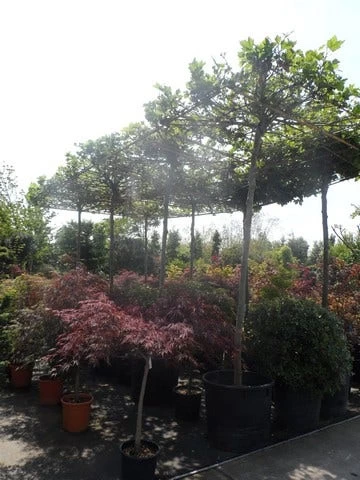 Dakplataan (Platanus Hispanica ) - Afbeelding 12