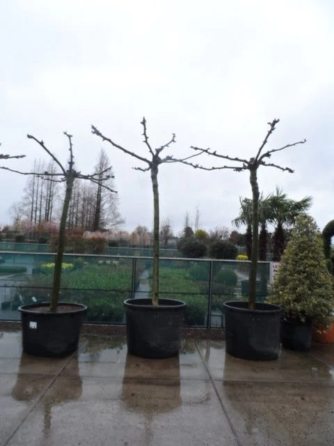 Dakplataan (Platanus Hispanica ) - Afbeelding 11