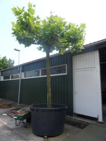 Dakplataan (Platanus Hispanica ) - Afbeelding 14