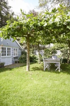 Dakplataan (Platanus Hispanica )