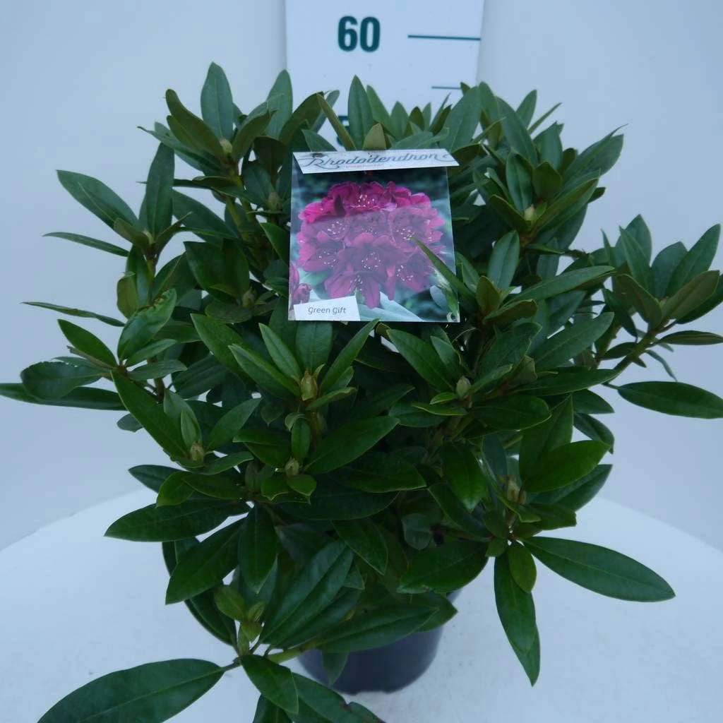 Rhododendron (Rhododendron 'Polarnacht') - Afbeelding 3