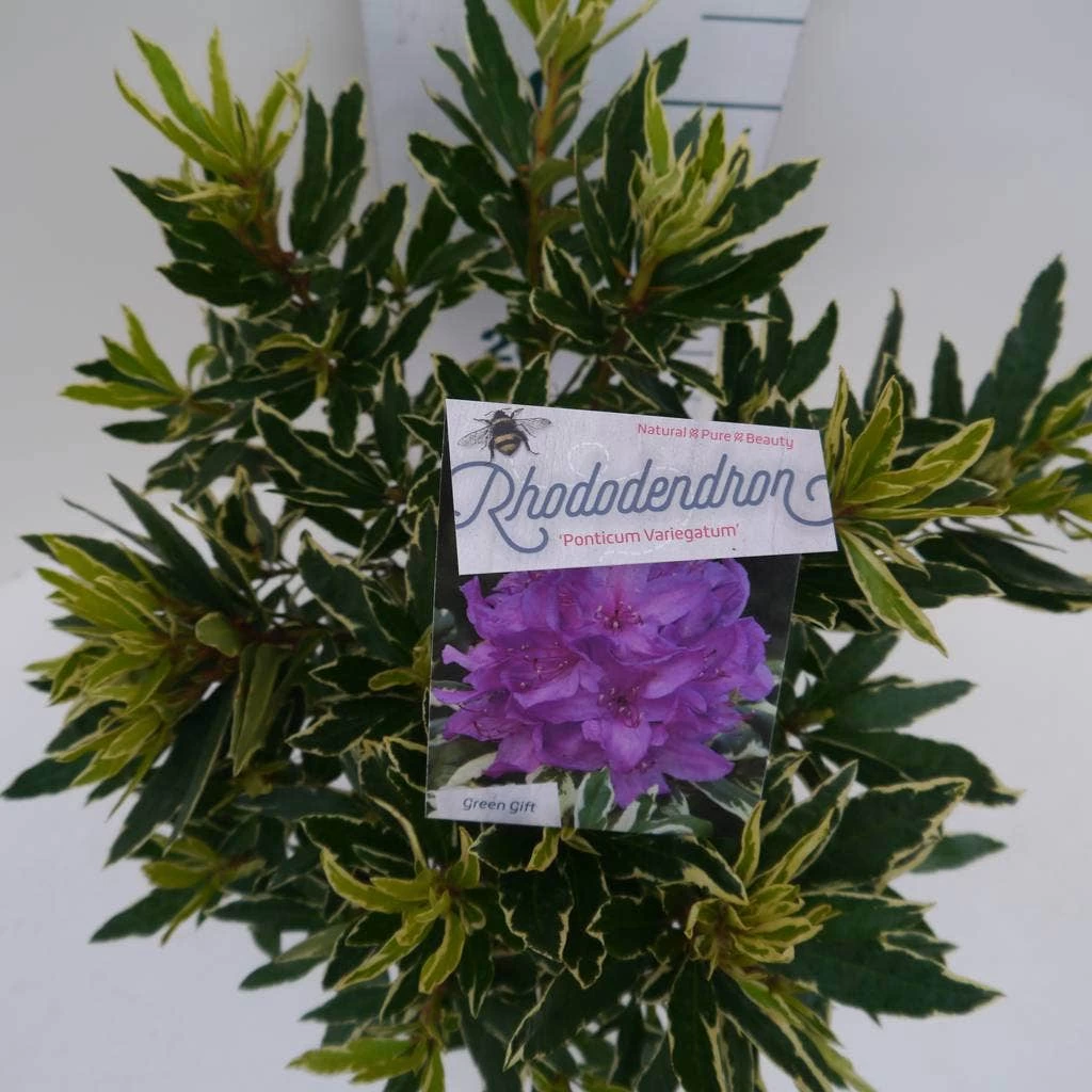 Bosrhododendron (Rhododendron Ponticum 'Variegatum') - Afbeelding 4