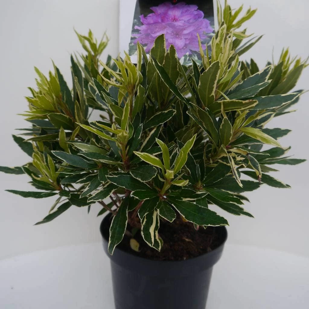 Bosrhododendron (Rhododendron Ponticum 'Variegatum') - Afbeelding 5