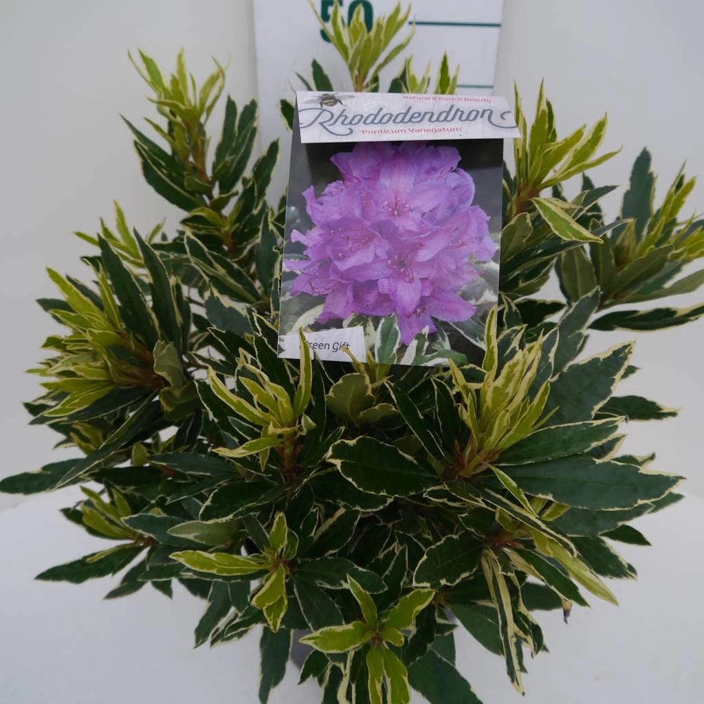 Bosrhododendron (Rhododendron Ponticum 'Variegatum') - Afbeelding 6