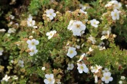 Bloeiende Haag, Laag