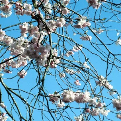 Japanse Sierkers (Prunus 'Accolade') - Afbeelding 2