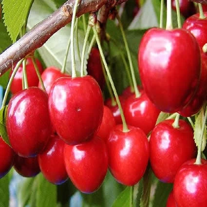 Kersenboom (Prunus Avium 'Hedelfinger Riesenkirsche') - Afbeelding 7