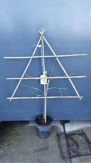 Lei-Pruim (Prunus Domestica 'Reine Claude' D'Oullins') - Afbeelding 2