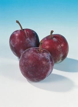 Pruimenboom (Prunus Domestica 'Opal') - Afbeelding 3