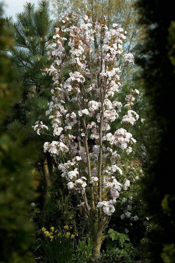 Japanse Sierkers Als Zuilboom (Prunus Serrulata 'Amanogawa') - Afbeelding 2