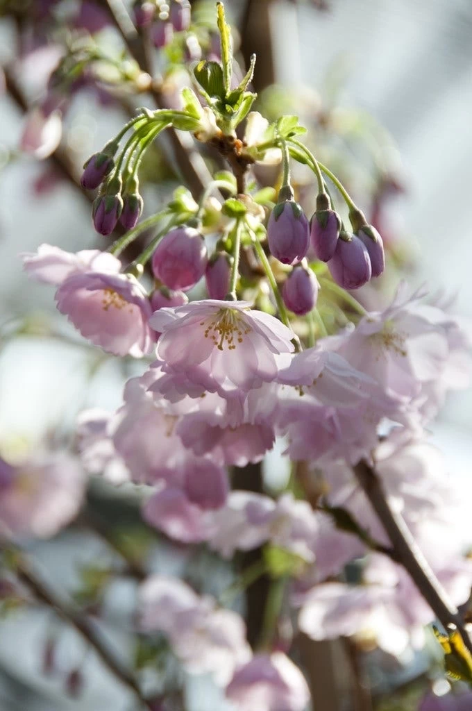 Japanse Sierkers (Prunus 'Accolade') - Afbeelding 3
