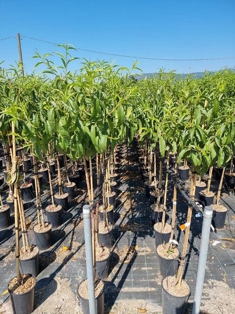 Abrikoos Als Halfstam (Prunus Armeniaca 'Antonio Errani')