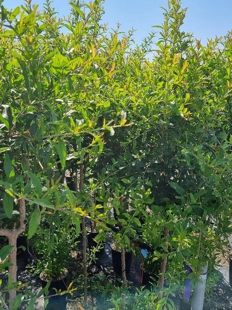 Abrikoos Als Halfstam (Prunus Armeniaca 'Antonio Errani') - Afbeelding 4