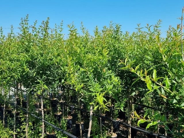 Abrikoos Als Halfstam (Prunus Armeniaca 'Antonio Errani') - Afbeelding 3