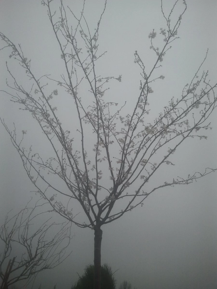 Japanse Sierkers (Prunus Subhirtella 'Autumnalis') - Afbeelding 3