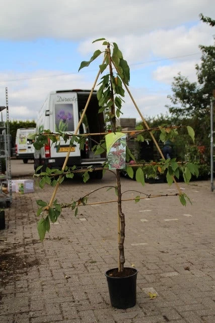Lei-kers (Prunus Avium 'Hedelfinger Riesenkirsche') - Afbeelding 2