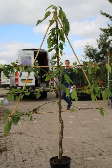 Lei-kers (Prunus Avium 'Hedelfinger Riesenkirsche') - Afbeelding 3