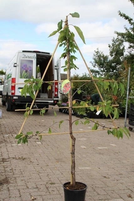 Kersenboom (Prunus Avium 'Stella') - Afbeelding 2