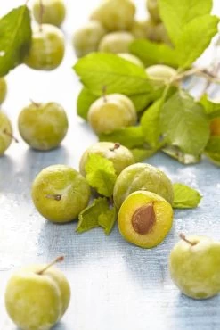 Lei-Pruim (Prunus Domestica 'Reine Claude Verte')