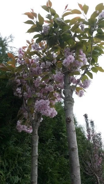 Japanse Sierkers (Prunus Serrulata 'Kanzan') - Afbeelding 4