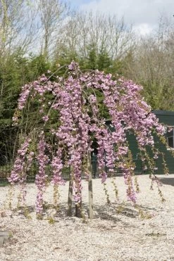Japanse Treursierkers (Prunus Serrulata 'Kiku-shidare')