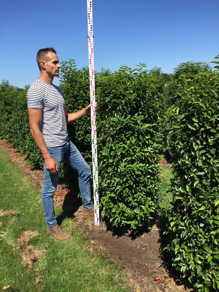 Grote Portugese Laurier (Prunus Lusitanica 'Angustifolia') - Afbeelding 2