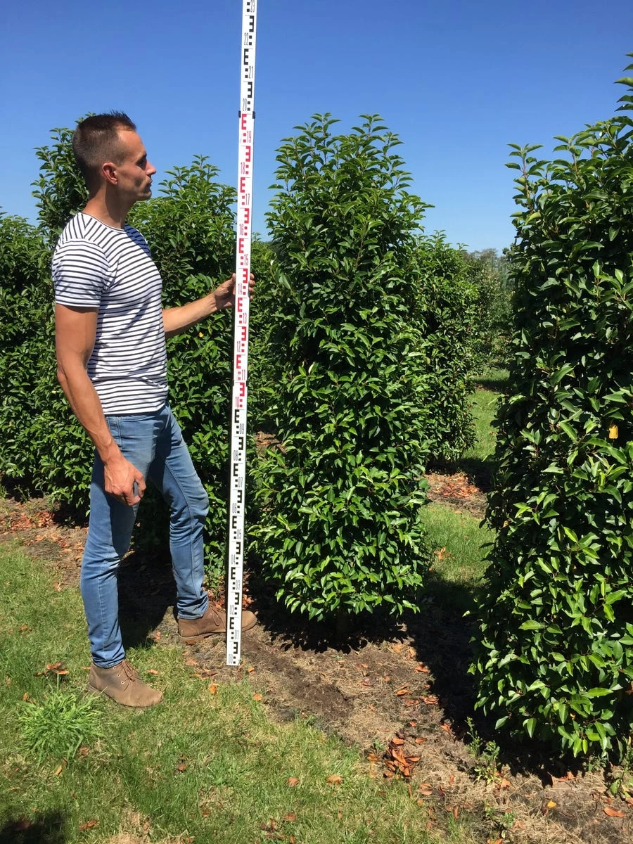 Grote Portugese Laurier (Prunus Lusitanica 'Angustifolia') - Afbeelding 3