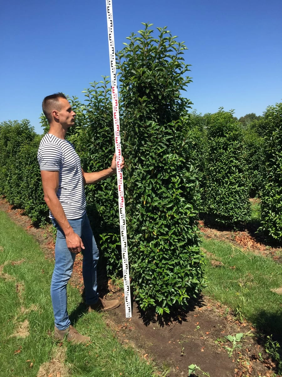 Grote Portugese Laurier (Prunus Lusitanica 'Angustifolia') - Afbeelding 5