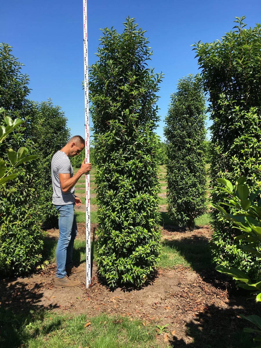 Grote Portugese Laurier (Prunus Lusitanica 'Angustifolia') - Afbeelding 6