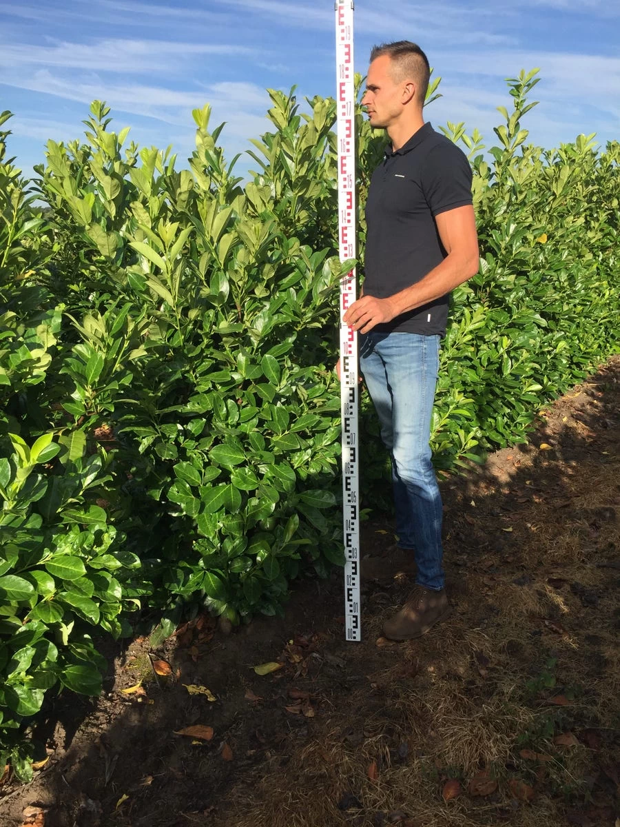 Grote Laurierkers (Prunus Laurocerasus 'Rotundifolia') - Afbeelding 2