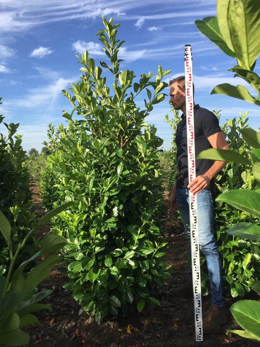 Grote Laurierkers (Prunus Laurocerasus 'Rotundifolia') - Afbeelding 4