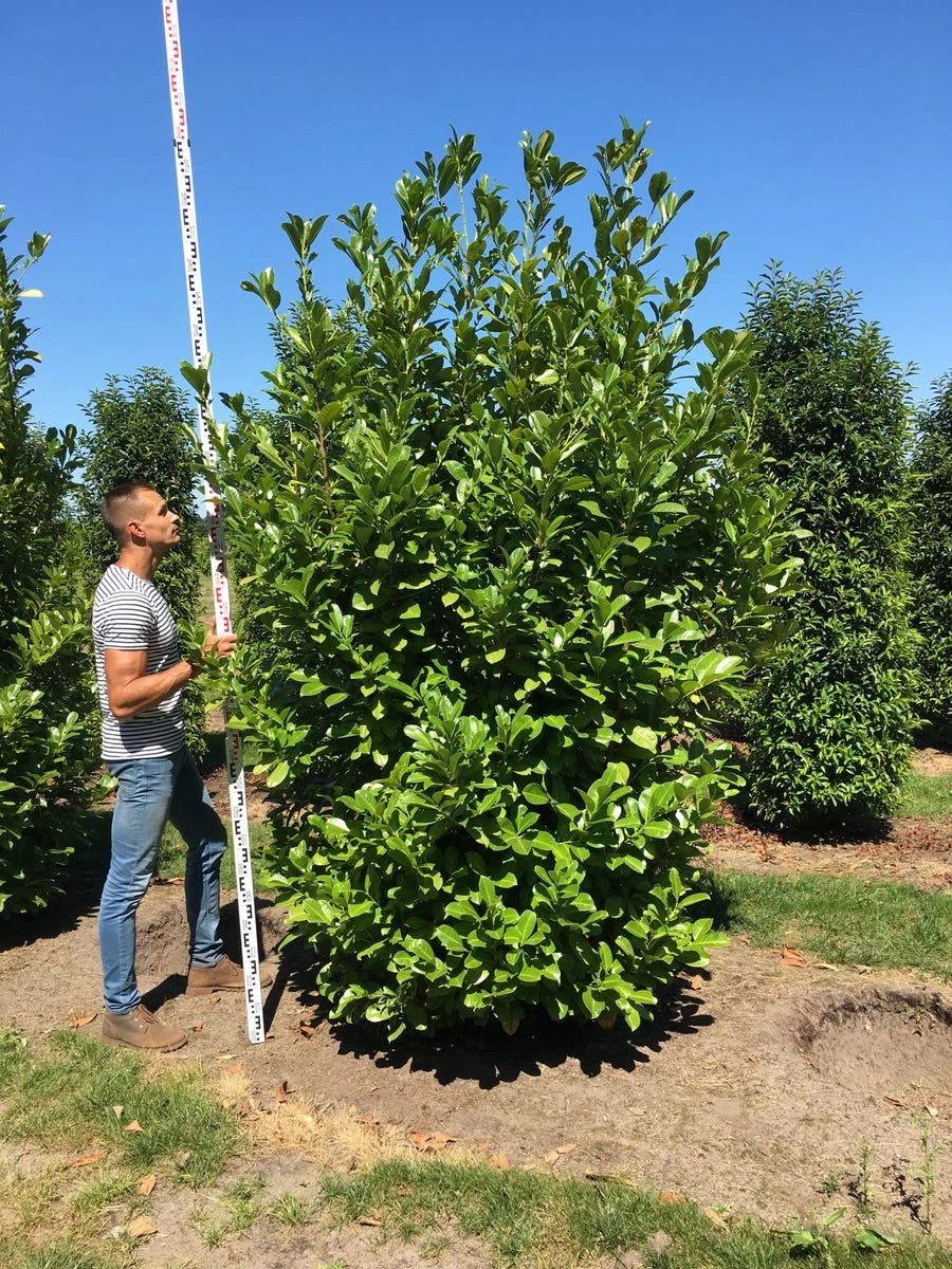 Grote Laurierkers (Prunus Laurocerasus 'Rotundifolia') - Afbeelding 5