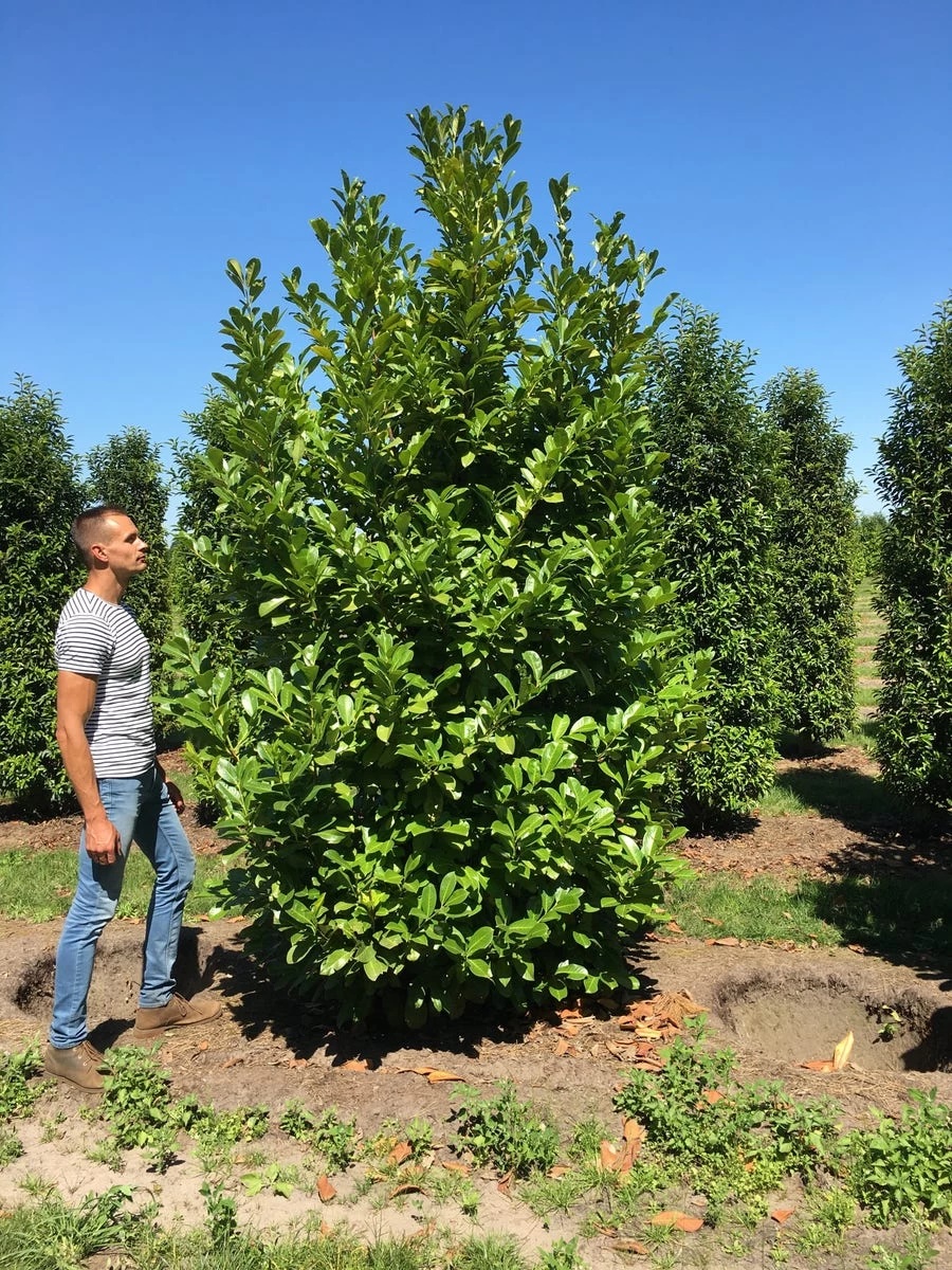 Grote Laurierkers (Prunus Laurocerasus 'Rotundifolia') - Afbeelding 6