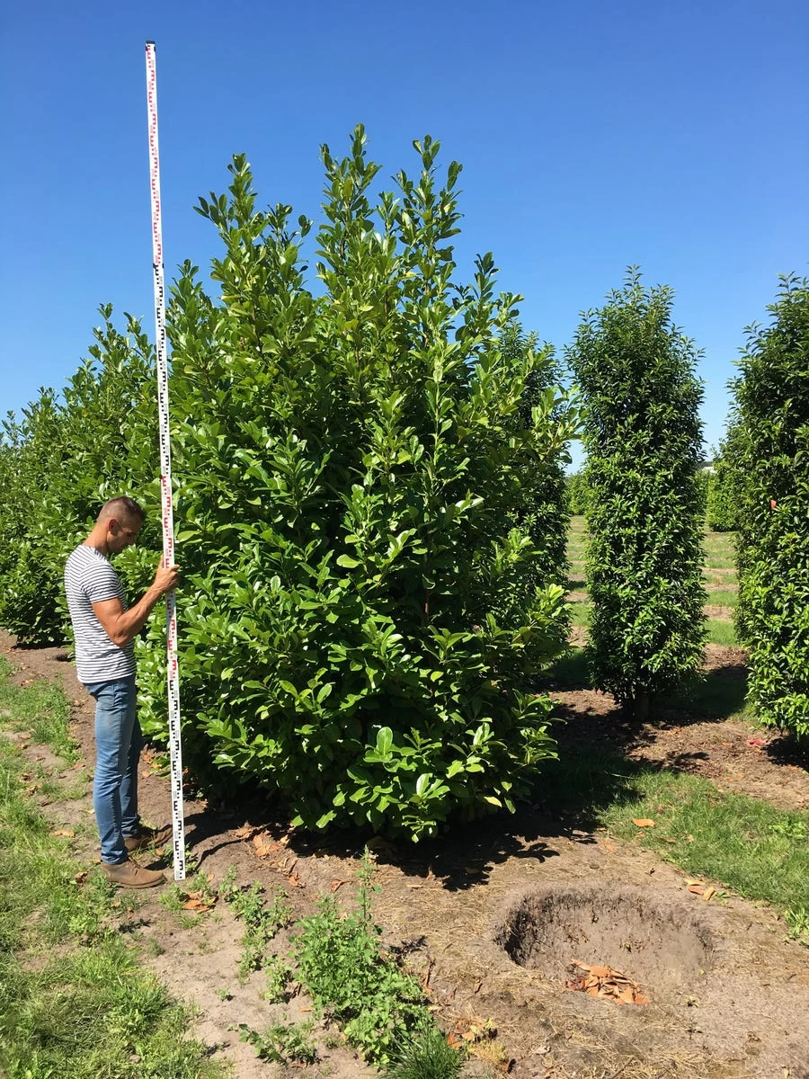 Grote Laurierkers (Prunus Laurocerasus 'Rotundifolia') - Afbeelding 7