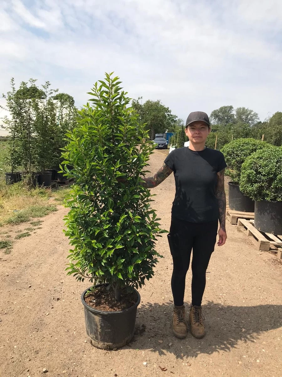 Grote Portugese Laurier (Prunus Lusitanica 'Angustifolia') - Afbeelding 8