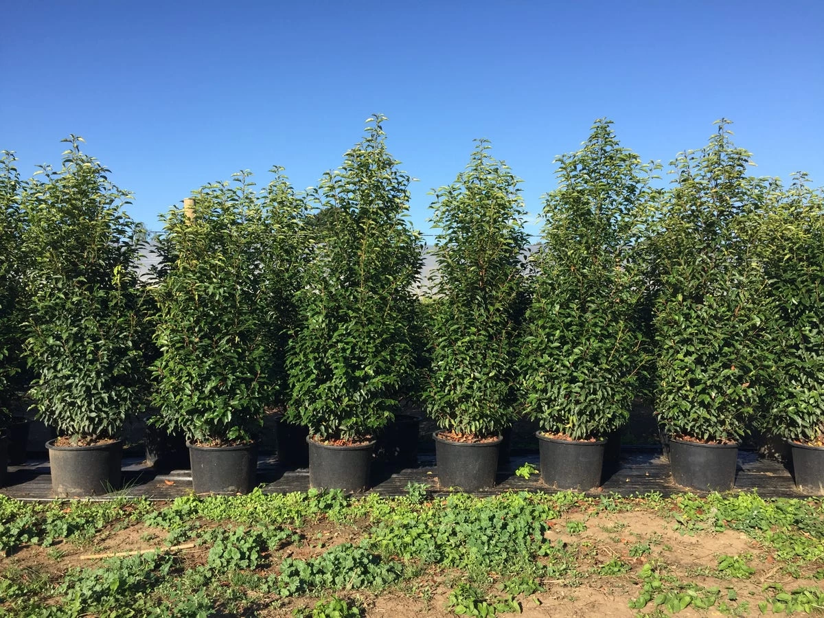 Grote Portugese Laurier (Prunus Lusitanica 'Angustifolia') - Afbeelding 9