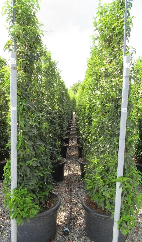 Portugese Laurier Als Leivorm (Prunus Lusitanica 'Angustifolia') - Afbeelding 4