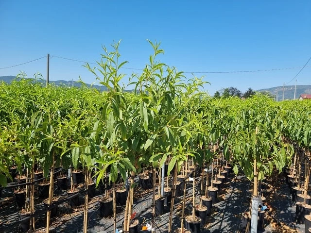 Perzik Als Halfstam (Prunus Persica 'Redhaven')