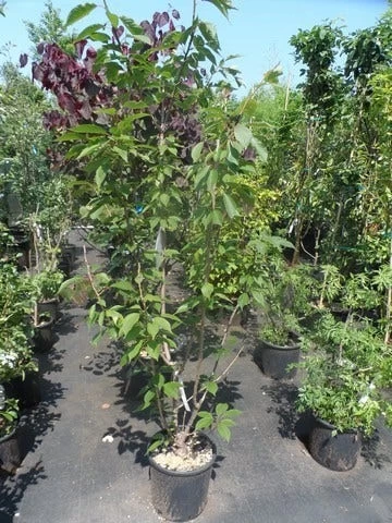 Sierkers, Struikvorm (Prunus Serrulata 'Kanzan') - Afbeelding 6