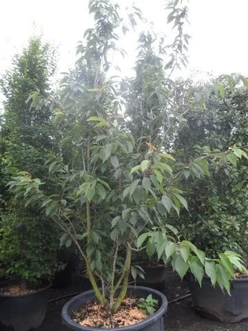 Sierkers, Struikvorm (Prunus Serrulata 'Kanzan') - Afbeelding 5