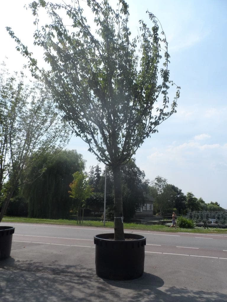 Japanse Sierkers (Prunus Serrulata 'Kanzan') - Afbeelding 7