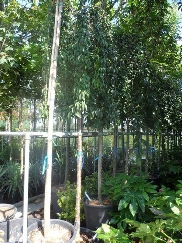 Japanse Treursierkers (Prunus 'Snow Fountain') - Afbeelding 5