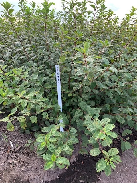 Amandelboompje Als Struik (Prunus Triloba) - Afbeelding 3