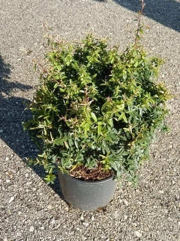 Vuurdoorn Als Bol (Pyracantha 'Navaho') - Afbeelding 2
